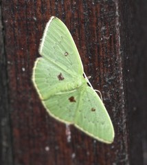 Comostola leucomerata