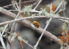 Xylocopa darwini