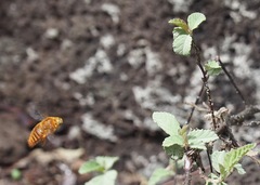 Xylocopa darwini