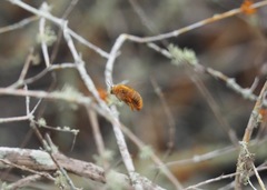 Xylocopa darwini