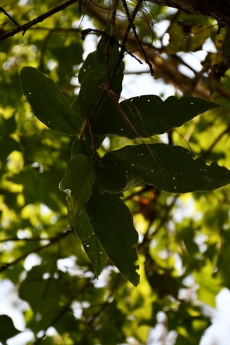 Quercus crispifolia