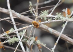 Xylocopa darwini