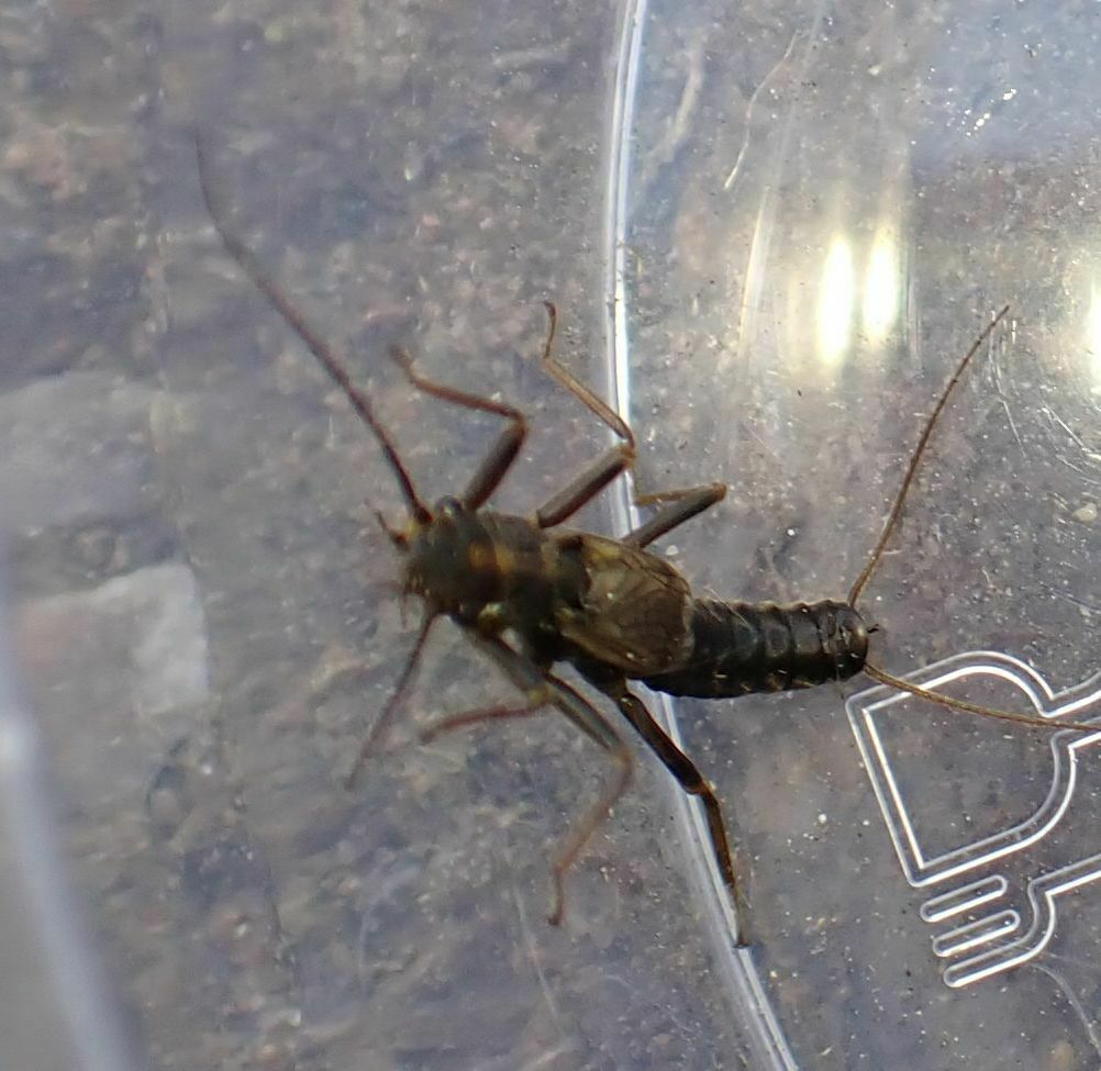 Lapland Springfly