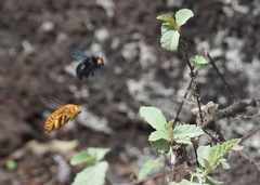 Xylocopa darwini
