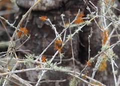 Teloschistes flavicans