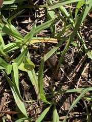 Procambarus steigmani