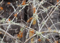 Teloschistes flavicans
