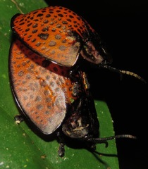 Eugenysa cuprifulgens