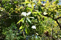 Quercus peduncularis