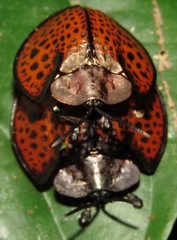 Eugenysa cuprifulgens