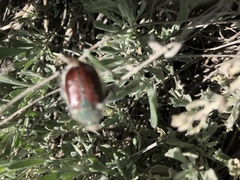 Paracotalpa granicollis