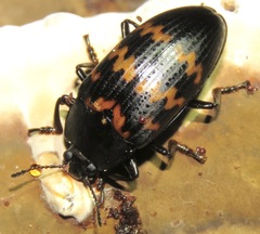 Megischyrus