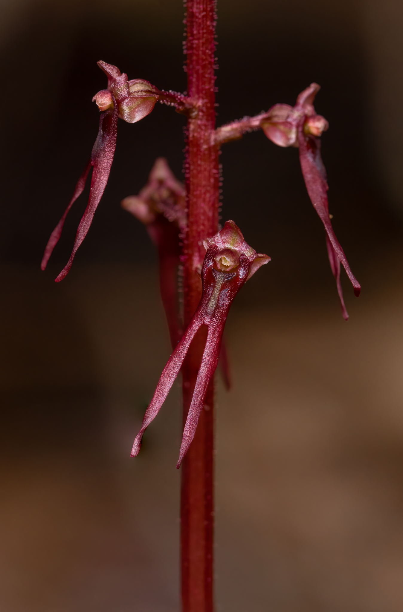 Neottia bifolia