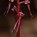 Neottia bifolia - Photo (c) Nicholas Wei, alguns direitos reservados (CC BY-SA), uploaded by Nicholas Wei