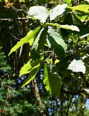 Quercus peduncularis