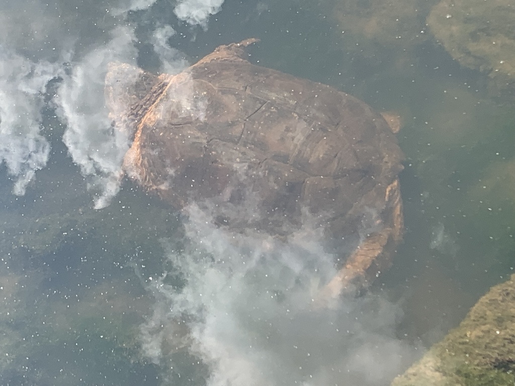 Common Snapping Turtle from W Utica St, Sellersburg, IN, US on May 9 ...