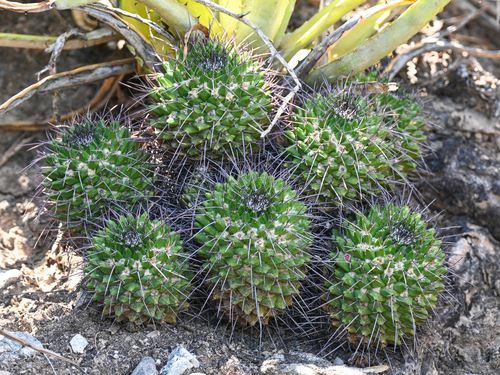 Mammillaria carnea