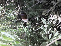 Paracotalpa granicollis