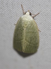 Earias subviridis