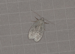 Durrantia piperatella