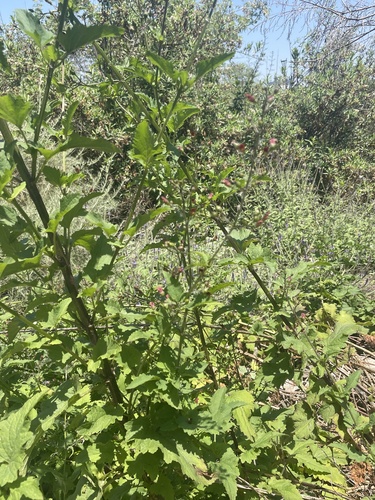 iNaturalist observation photo of California beeplant