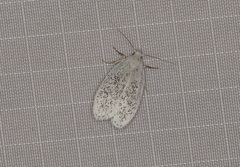 Durrantia piperatella