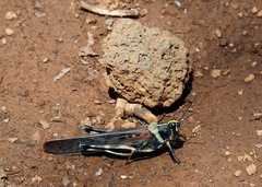 Schistocerca melanocera