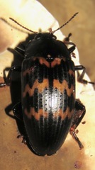 Megischyrus