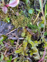 Philonotis capillaris