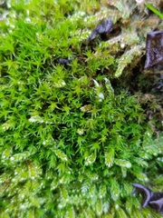 Vinealobryum vineale