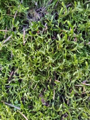 Antitrichia curtipendula