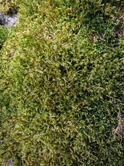 Antitrichia curtipendula