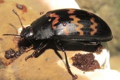 Megischyrus