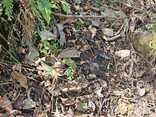 Elegant Coralsnake