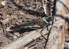 Schistocerca melanocera