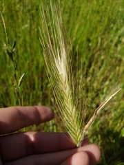 Hordeum jubatum