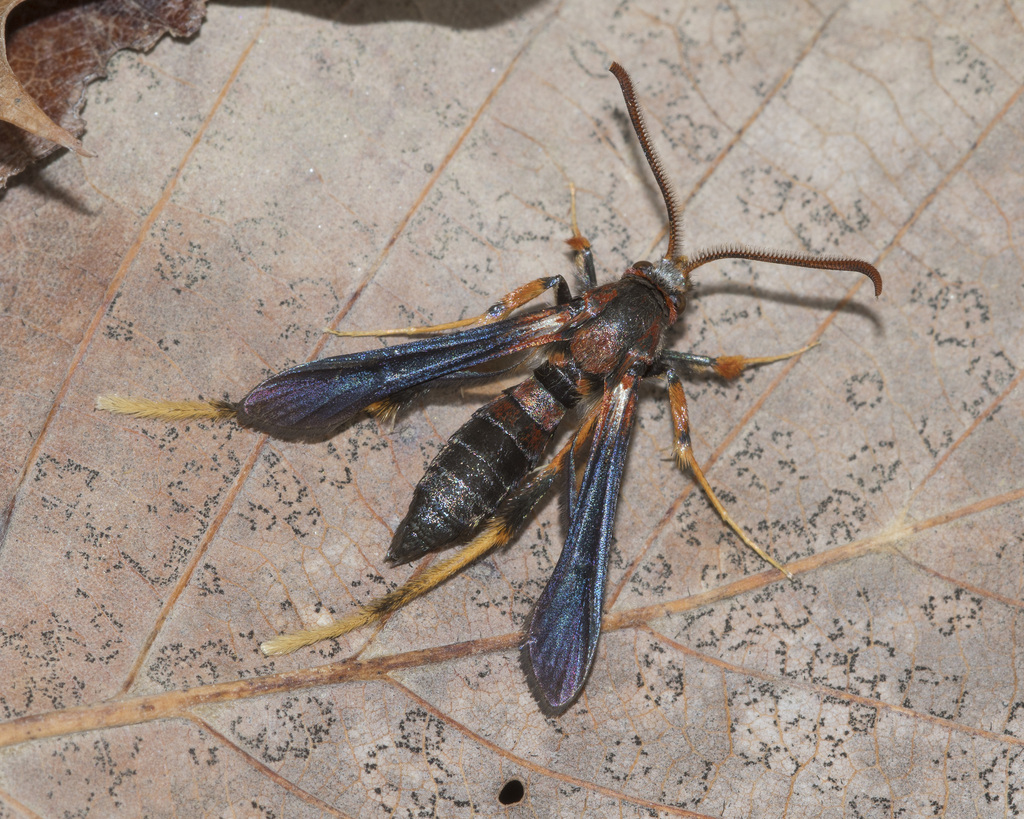 Lilac Borer Moth from Scioto County, OH, USA on May 5, 2024 at 11:06 AM ...