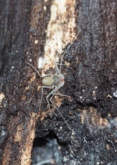 Charinus insularis