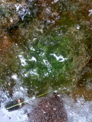 Image of Oophila amblystomatis by (c) John Keisers, some rights reserved (CC BY)