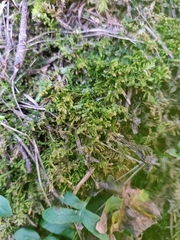 Claopodium crispifolium