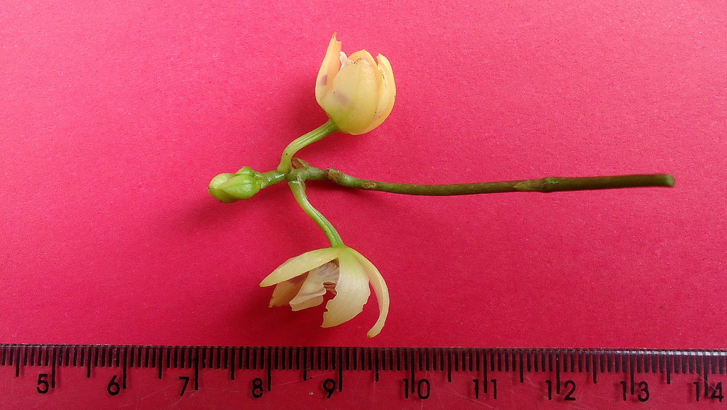 Koellensteinia spiralis