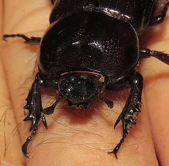 Homophileurus quadrituberculatus