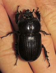 Homophileurus quadrituberculatus
