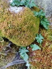 Amphidium californicum