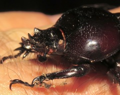 Homophileurus quadrituberculatus