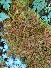 Homalothecium aeneum