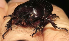 Homophileurus quadrituberculatus