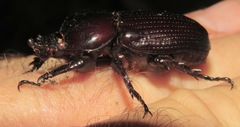 Homophileurus quadrituberculatus