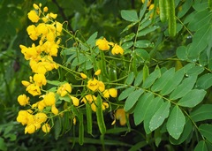 Senna pistaciifolia