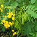 Senna pistaciifolia - Photo (c) John G. Phillips, some rights reserved (CC BY-NC), uploaded by John G. Phillips